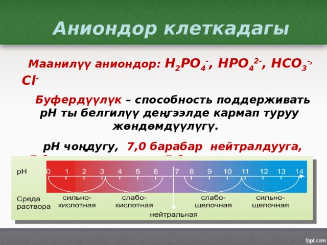 Аниондор клеткадагы Маанилүү аниондор: Н 2 РО 4 - , НРО 4 2- , НСО 3 -, Сl - Буфердүүлүк – способность поддерживать рН ты белгилүү деңгээлде кармап туруу жөндөмдүүлүгү.  рН чоңдугу, 7,0 барабар  нейтралдууга,  7,0 төмөн – кычкыл, 7,0 жогору – щелочтуу жооп берет . клеткада рН = 7,4. 