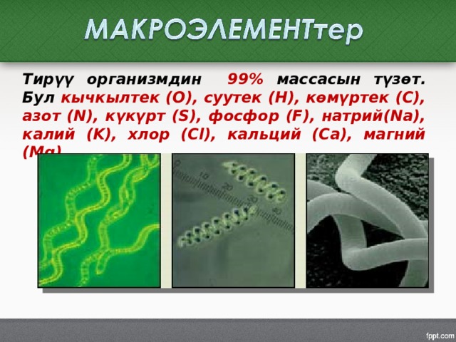 Тирүү организмдин 99% массасын түзөт. Бул кычкылтек (О), суутек (Н), көмүртек (С), азот (N), күкүрт (S), фосфор (F), натрий(Na), калий (K), хлор (Cl), кальций (Ca), магний (Mg) . 