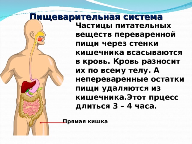 Непереваренные остатки пищи накапливаются в. Непереваренные остатки пищи. Частицы питательных веществ всасываются в кровь через. Непереваренные остатки пищи удаляются из. Питательные вещества пищеварительной системы.