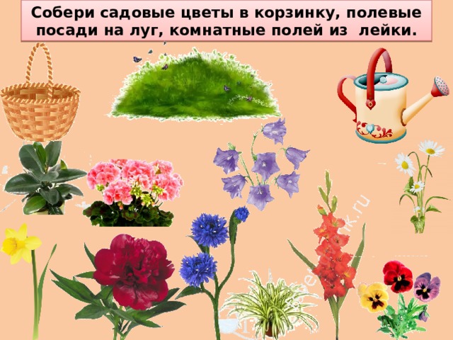 Развитие речи средняя группа растения. Комнатные и полевые цветы. Цветы комнатные садовые полевые. Цветы комнатные луговые садовые. Полевые цветы для детей дошкольного возраста.