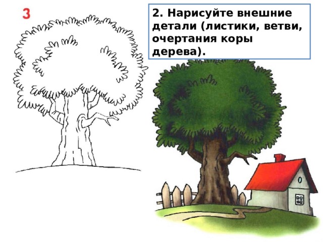 2. Нарисуйте внешние детали (листики, ветви, очертания коры дерева). 