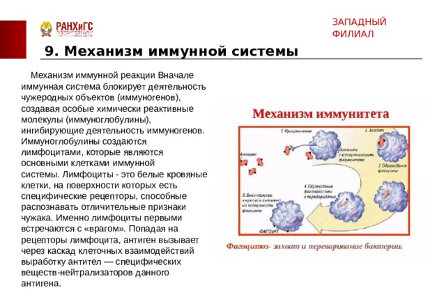    Механизм иммунной реакции Вначале иммунная система блокирует деятельность чужеродных объектов (иммуногенов), создавая особые химически реактивные молекулы (иммуноглобулины), ингибирующие деятельность иммуногенов. Иммуноглобулины создаются лимфоцитами, которые являются основными клетками иммунной системы. Лимфоциты - это белые кровяные клетки, на поверхности которых есть специфические рецепторы, способные распознавать отличительные признаки чужака. Именно лимфоциты первыми встречаются с «врагом». Попадая на рецепторы лимфоцита, антиген вызывает через каскад клеточных взаимодействий выработку антител — специфических веществ-нейтрализаторов данного антигена. ЗАПАДНЫЙ ФИЛИАЛ 9. Механизм иммунной системы  