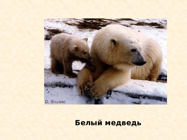 Владыка Арктики с о ? б о л ь Пингвин Белый медведь Морж Тюлень Песец 