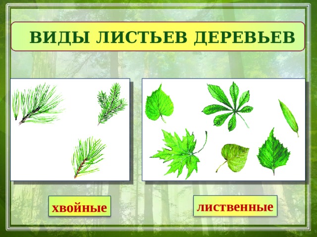 Лиственные и хвойные деревья презентация для дошкольников