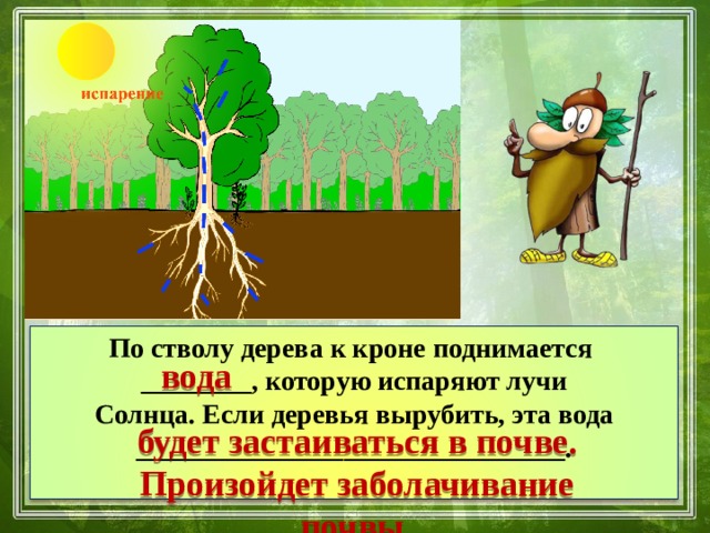 По стволу дерева к кроне поднимается ________, которую испаряют лучи Солнца. Если деревья вырубить, эта вода _______________________________.  вода будет застаиваться в почве. Произойдет заболачивание почвы. 