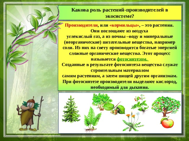 Ведущая роль растений в природном сообществе заключается. Экосистема растений. Роль растений в экосистеме. Какова роль растений в экосистеме. Растения производители.