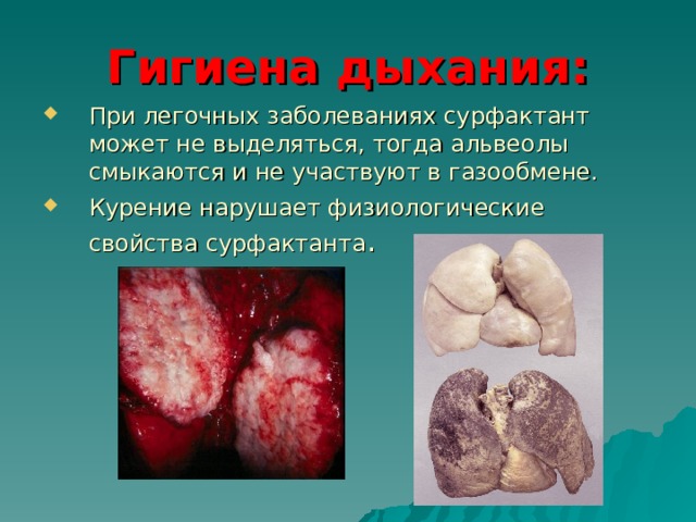 Гигиена дыхания: При легочных заболеваниях сурфактант может не выделяться, тогда альвеолы смыкаются и не участвуют в газообмене. Курение нарушает физиологические свойства сурфактанта . 
