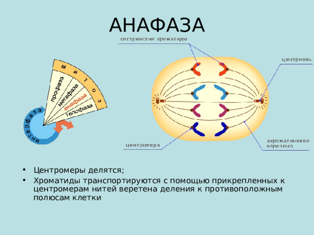 АНАФАЗА Центромеры делятся; Хроматиды транспортируются с помощью прикрепленных к центромерам нитей веретена деления к противоположным полюсам клетки 