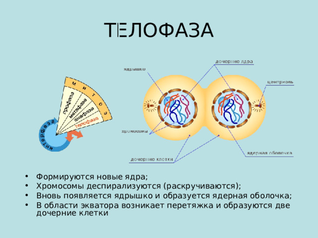 ТЕЛОФАЗА Формируются новые ядра; Хромосомы деспирализуются (раскручиваются); Вновь появляется ядрышко и образуется ядерная оболочка; В области экватора возникает перетяжка и образуются две дочерние клетки 