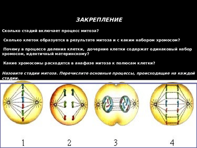 Из одной клетки образуются четыре дочерние