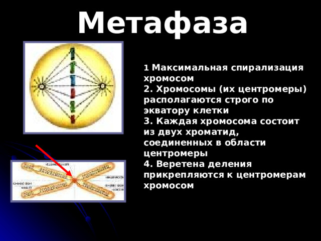 Метафаза 1 Максимальная спирализация хромосом 2. Хромосомы (их центромеры) располагаются строго по экватору клетки 3. Каждая хромосома состоит из двух хроматид, соединенных в области центромеры 4. Веретена деления прикрепляются к центромерам хромосом 