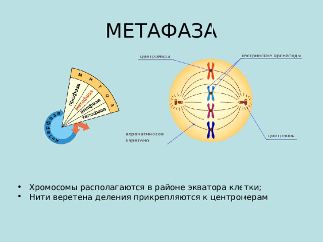МЕТАФАЗА Хромосомы располагаются в районе экватора клетки; Нити веретена деления прикрепляются к центромерам  