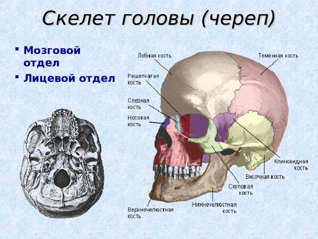 Все кости черепа соединены друг с другом. Мозговой и лицевой отделы черепа. Мозговой и лицевой череп. Массивный лицевой отдел черепа. Мышцы лицевого отдела черепа.
