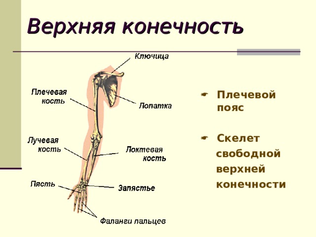 Скелет свободной верхней