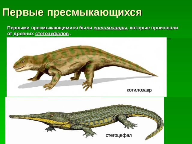 Первые пресмыкающихся Первыми пресмыкающимися были котилозавры , которые произошли от древних стегоцефалов . котилозавр стегоцефал 