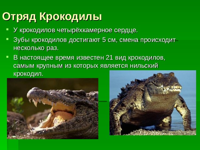 Отряд Крокодилы У крокодилов четырёхкамерное сердце. Зубы крокодилов достигают 5 см, смена происходит несколько раз. В настоящее время известен 21 вид крокодилов, самым крупным из которых является нильский крокодил.  