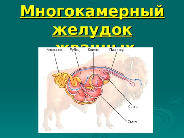 Многокамерный желудок  жвачных животных 