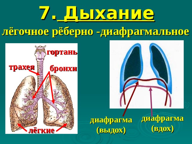7. Дыхание лёгочное рёберно -диафрагмальное гортань трахея бронхи диафрагма (вдох) диафрагма (выдох) лёгкие 