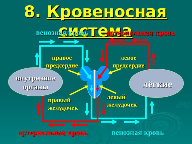 8. Кровеносная система артериальная кровь венозная кровь правое предсердие левое предсердие внутренние органы лёгкие левый желудочек правый желудочек венозная кровь артериальная кровь 