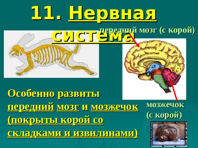 11. Нервная система передний мозг (с корой) Особенно развиты передний  мозг и мозжечок (покрыты корой со складками и извилинами) мозжечок (с корой) 