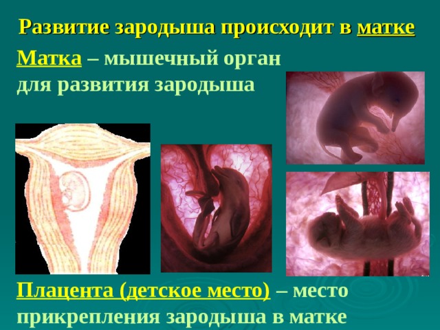 Развитие зародыша происходит в матке Матка – мышечный орган для развития зародыша Плацента (детское место) – место прикрепления зародыша в матке 