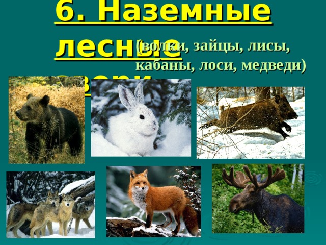 6. Наземные лесные  звери (волки, зайцы, лисы, кабаны, лоси, медведи) 