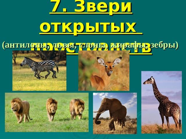 7. Звери открытых  пространств (антилопы, львы, слоны, жирафы, зебры) 