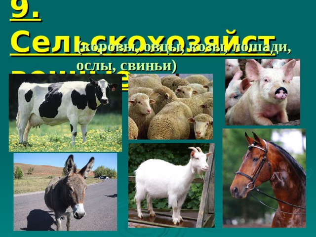 9. Сельскохозяйственные  звери (коровы, овцы, козы, лошади, ослы, свиньи) 