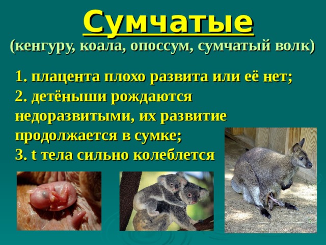Сумчатые (кенгуру, коала, опоссум, сумчатый волк) 1. плацента плохо развита или её нет; 2. детёныши рождаются недоразвитыми, их развитие продолжается в сумке; 3. t тела сильно колеблется 