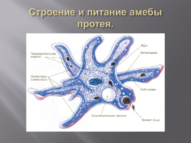 Амеба форма тела. Тип Саркомастигофоры амебы. Саркомастигофоры Саркодовые. Подтип Саркодовые. Саркомастигофоры строение.