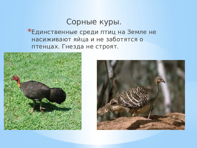 Сорные куры. Единственные среди птиц на Земле не насиживают яйца и не заботятся о птенцах. Гнезда не строят. 