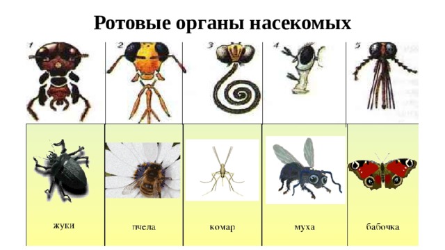 Ротовые органы насекомых 