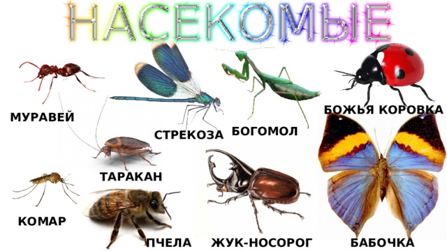 БОЖЬЯ КОРОВКА МУРАВЕЙ БОГОМОЛ СТРЕКОЗА ТАРАКАН КОМАР ЖУК-НОСОРОГ БАБОЧКА ПЧЕЛА 