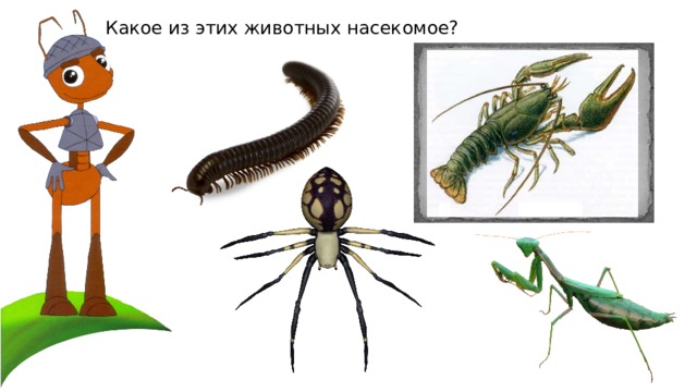 Какое из этих животных насекомое? 