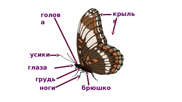 Кто такие насекомые 1 класс технологическая карта