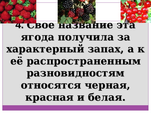 4. Свое название эта ягода получила за характерный запах, а к её распространенным разновидностям относятся черная, красная и белая. 