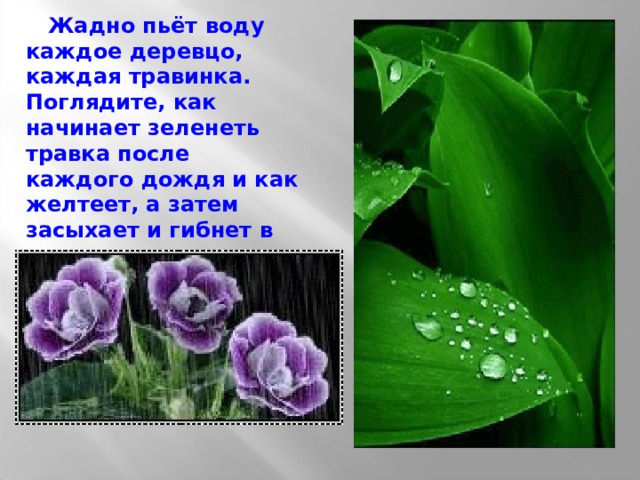  Жадно пьёт воду каждое деревцо, каждая травинка. Поглядите, как начинает зеленеть травка после каждого дождя и как желтеет, а затем засыхает и гибнет в засуху, когда нет воды. 