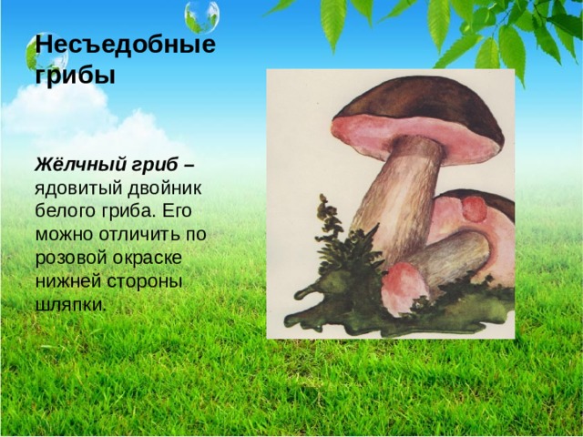 Несъедобные грибы Жёлчный гриб – ядовитый двойник белого гриба. Его можно отличить по розовой окраске нижней стороны шляпки. 