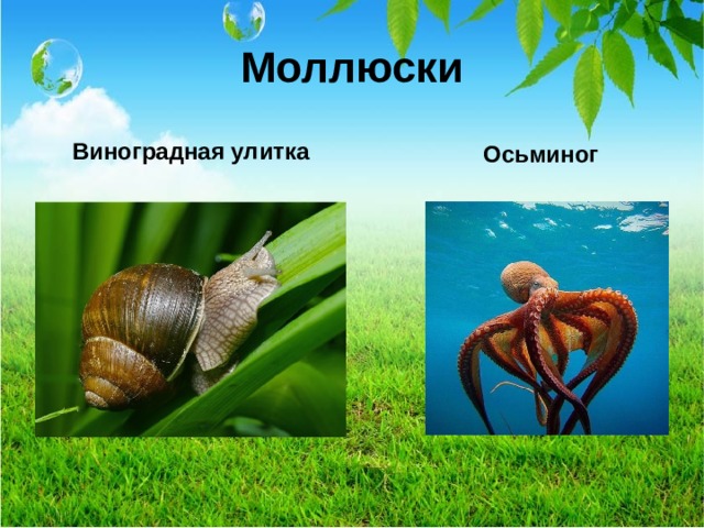 Моллюски Виноградная улитка Осьминог 