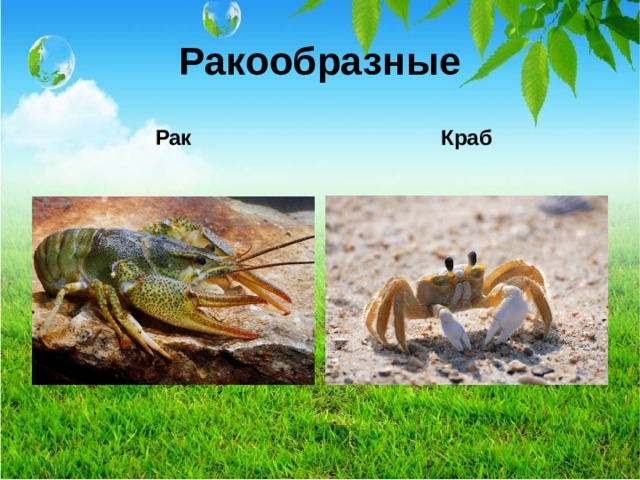 Ракообразные Рак Краб 