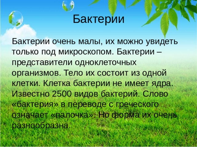 Бактерии Бактерии очень малы, их можно увидеть только под микроскопом. Бактерии – представители одноклеточных организмов. Тело их состоит из одной клетки. Клетка бактерии не имеет ядра. Известно 2500 видов бактерий. Слово «бактерия» в переводе с греческого означает «палочка». Но форма их очень разнообразна. 