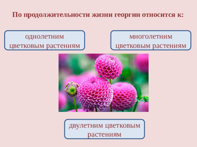По продолжительности жизни георгин относится к: многолетним цветковым растениям однолетним цветковым растениям двулетним цветковым растениям 