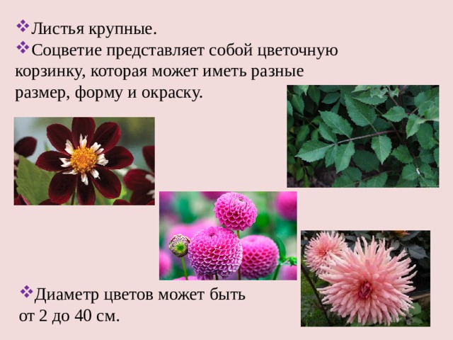 Листья крупные. Соцветие представляет собой цветочную корзинку, которая может иметь разные размер, форму и окраску. Диаметр цветов может быть от 2 до 40 см. 