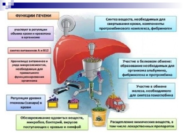 Какой цифрой на рисунке обозначен орган пищеварительный сок которого содержит соляную кислоту