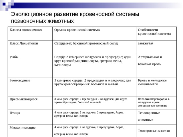 Установите соответствие между особенностями строения кровеносной системы животных и рисунками