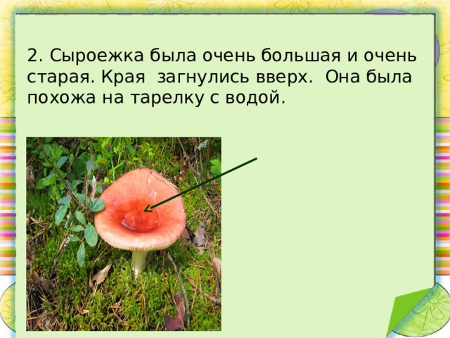 Сделайте описание сыроежки по следующему плану а какую среду обитания освоила сыроежка