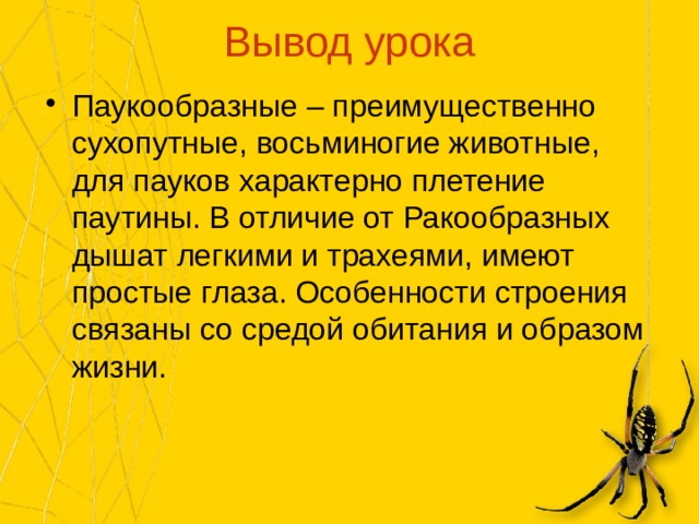 Класс паукообразные презентация 7 класс по биологии