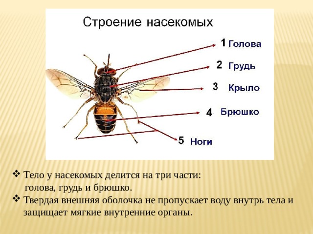 Жизнь насекомых тел. Строение насекомых. Тело насекомых делится на. Строение груди насекомых. Насекомые голова грудь брюшко.