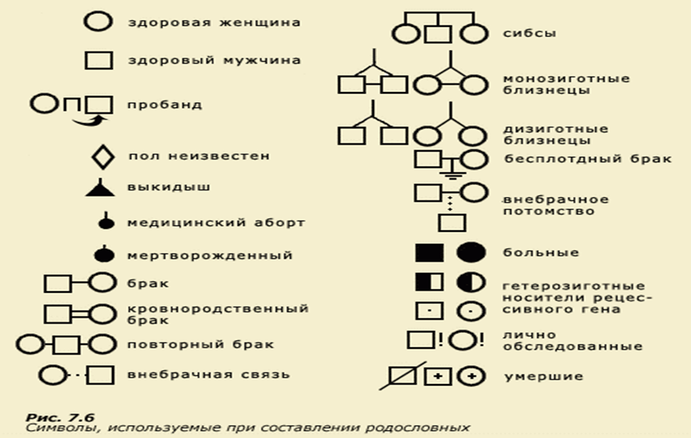 Правила графического изображения родословной