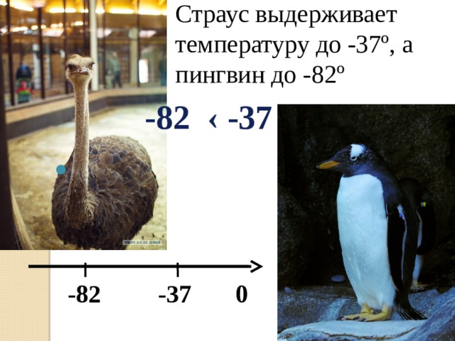 Страус выдерживает температуру до -37º, а пингвин до -82º  -82 -37 0  -82 ‹ -37 
